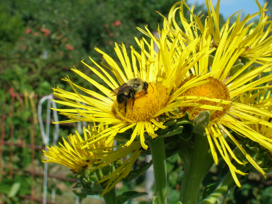 Inula helenium