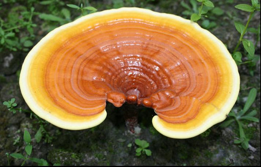 Ganoderma lucidum