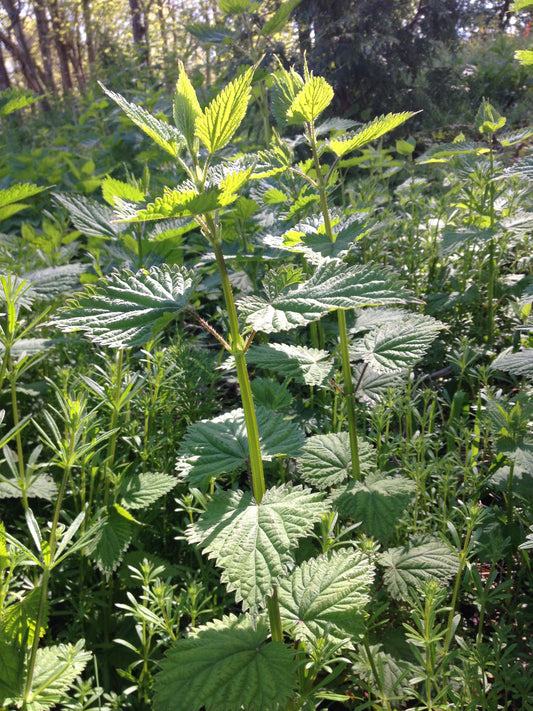 Nettle