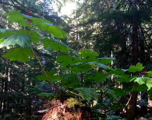 Devil's club: the Northwest's Adaptogen