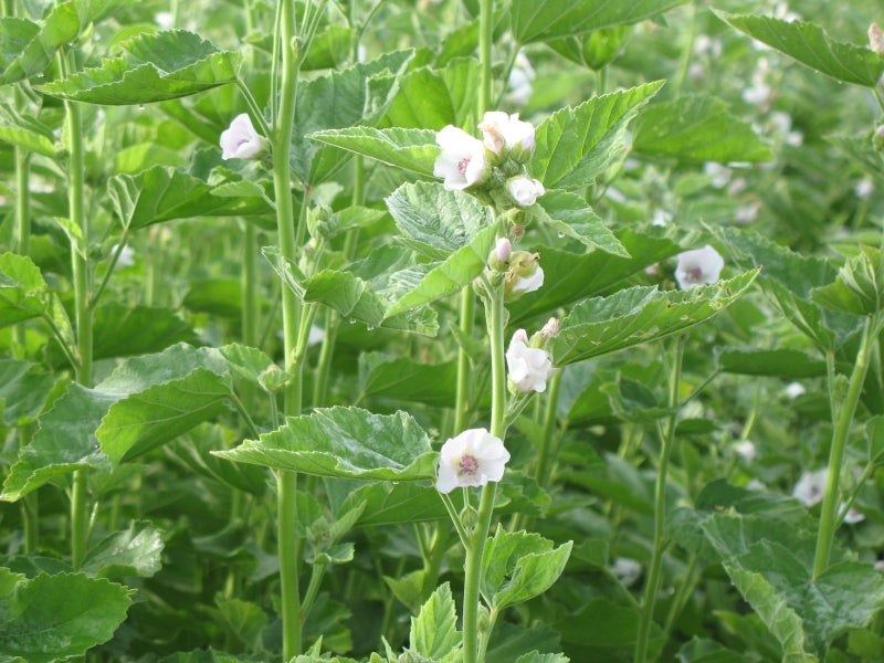 Althea officinalis