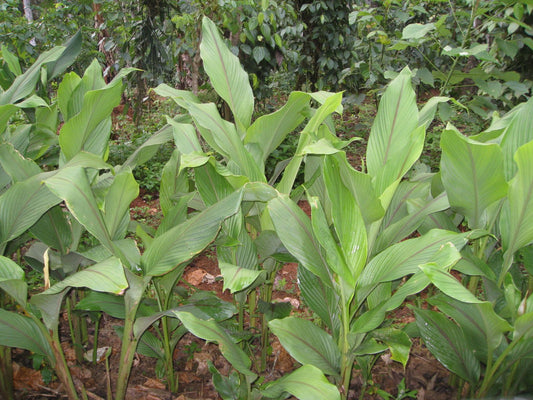 Curcuma longa