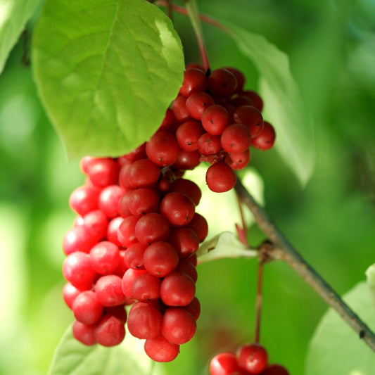 Schisandra berry