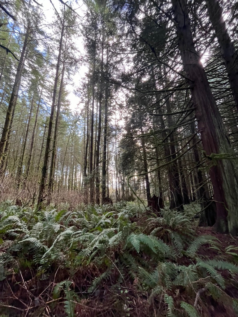 Forest Therapy Spring/Summer Session 2: Summer Solstice - June 20th, 2025