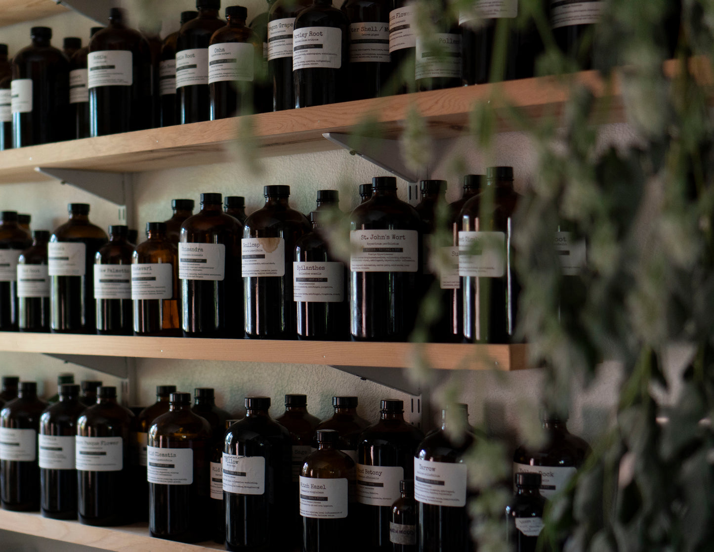 💧Herbal Tinctures 101 - Part 2/3 Medicine Making Series - Nov. 6th, 2025