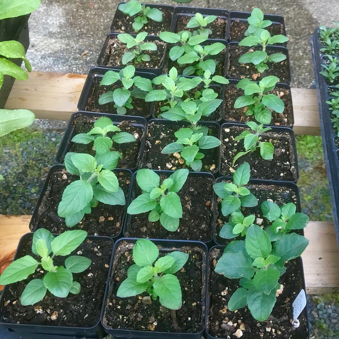 Medicinal Plant Starts - Limited Availability