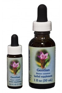 Gentian FE