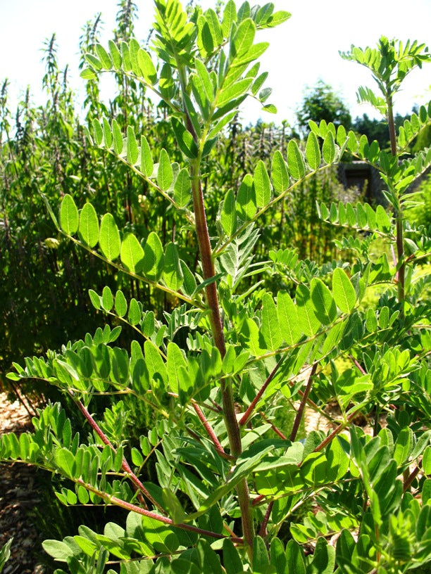 Astragalus root