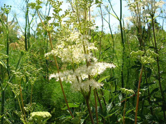 Filipendula ulmaria