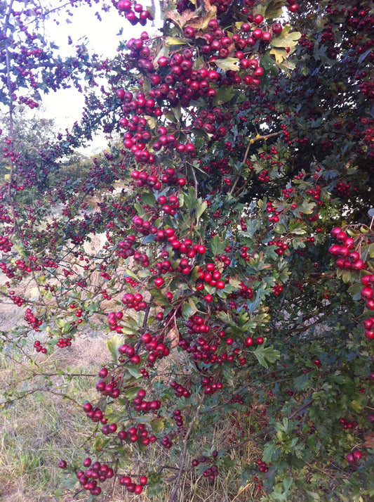 Hawthorn: The Heart Tree