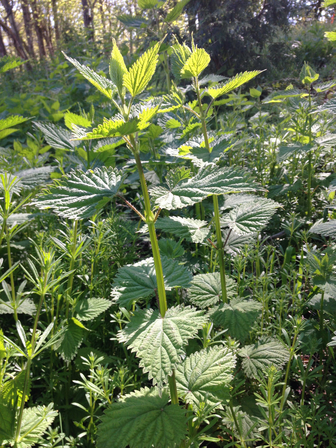 Our Favorite Spring Green Herbs Here in the PNW