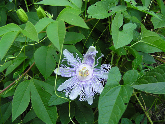 Passiflora incarnata