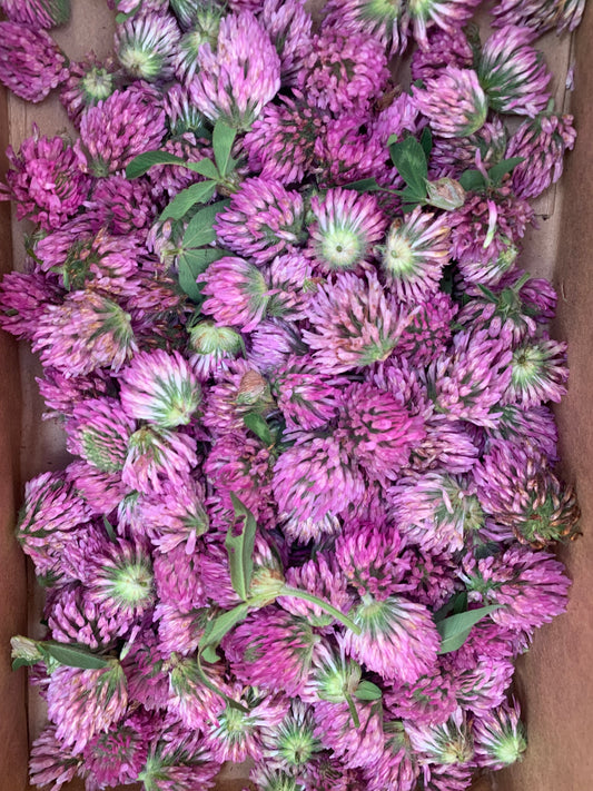 Red Clover Herb & Blossoms