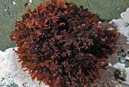 Sea Moss - A Seaweed in the Spotlight