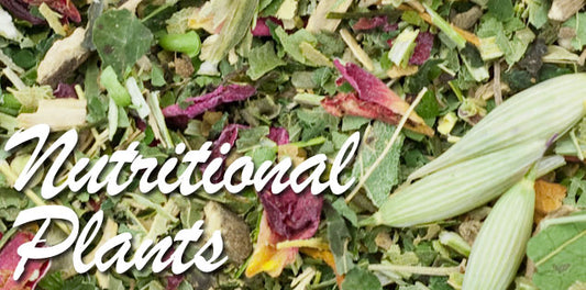 Herbal salves vs. antibiotic ointments