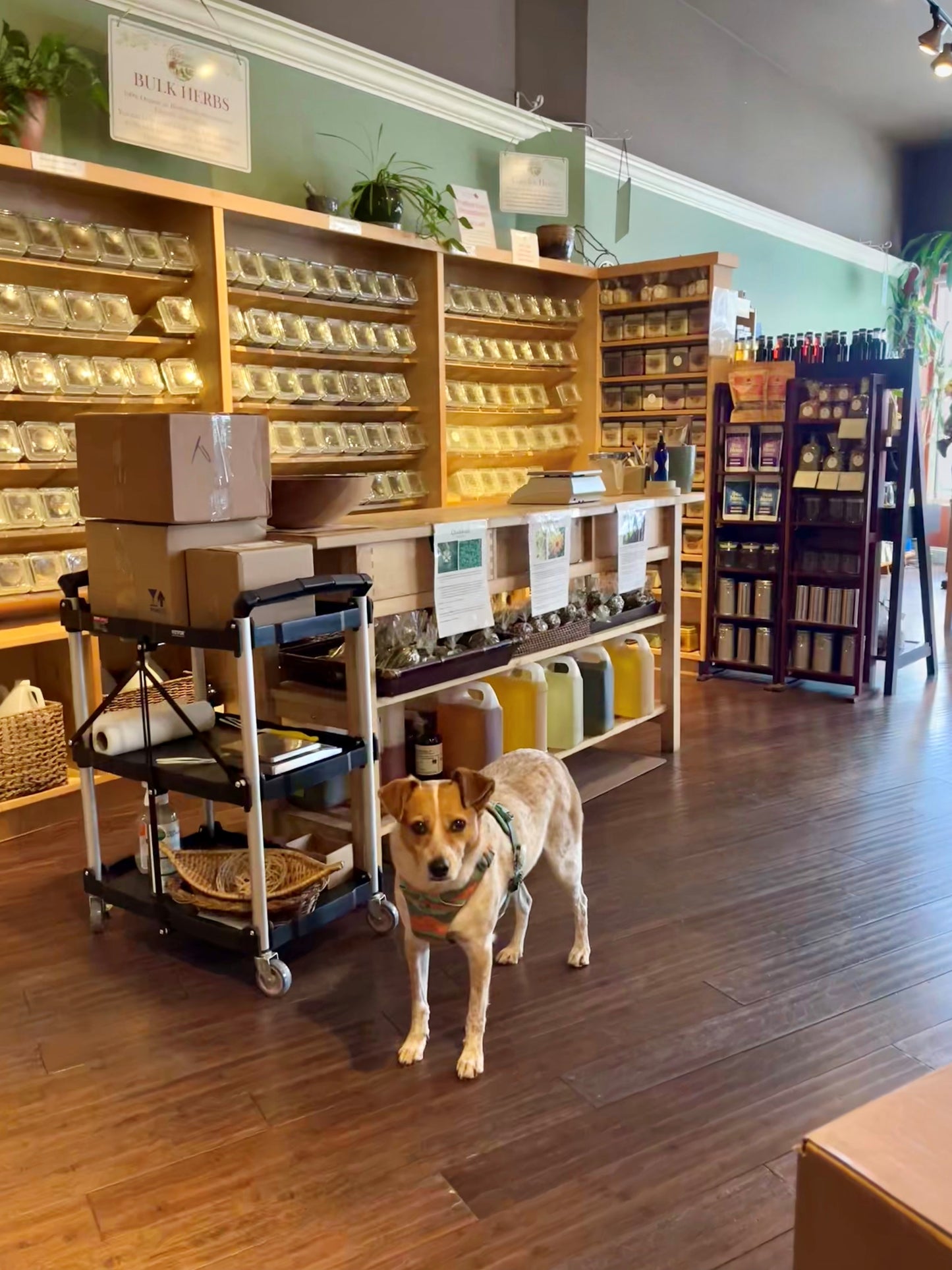 August 1st - Your Invited to Our Shop Dog's Birthday Party!! 10% off retail 11am-5pm