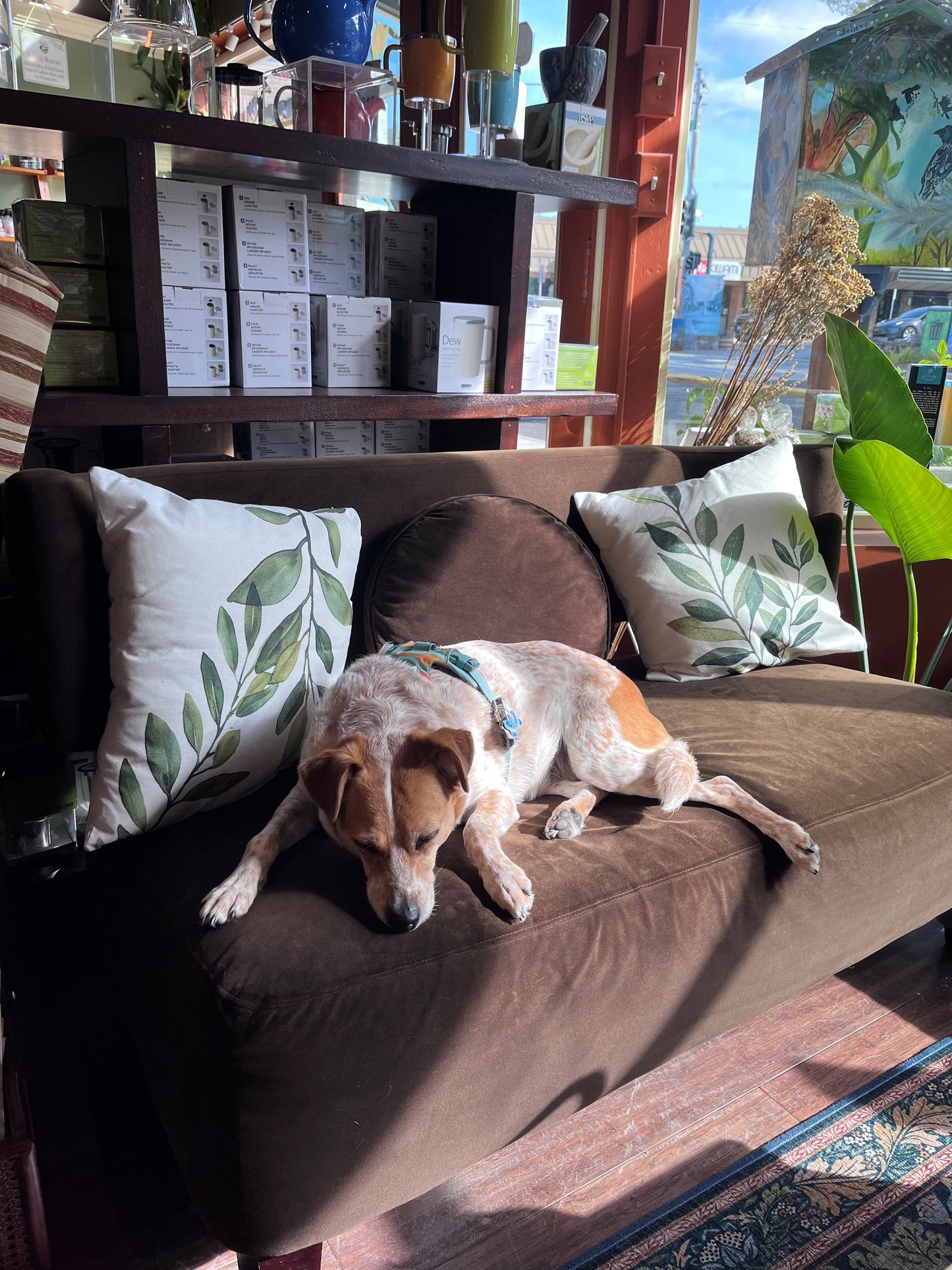 August 1st - Your Invited to Our Shop Dog's Birthday Party!! 10% off retail 11am-5pm
