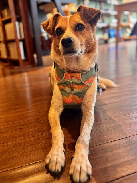 August 1st - Your Invited to Our Shop Dog's Birthday Party!! 10% off retail 11am-5pm